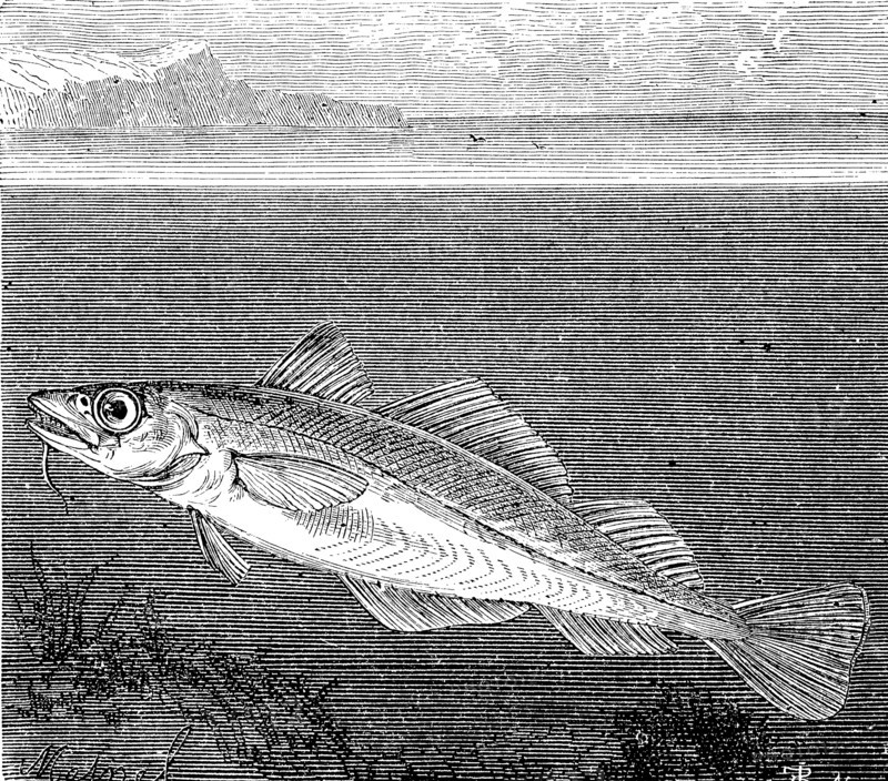 Atlantic cod  /  Atlantischer Kabeljau oder Dorsch