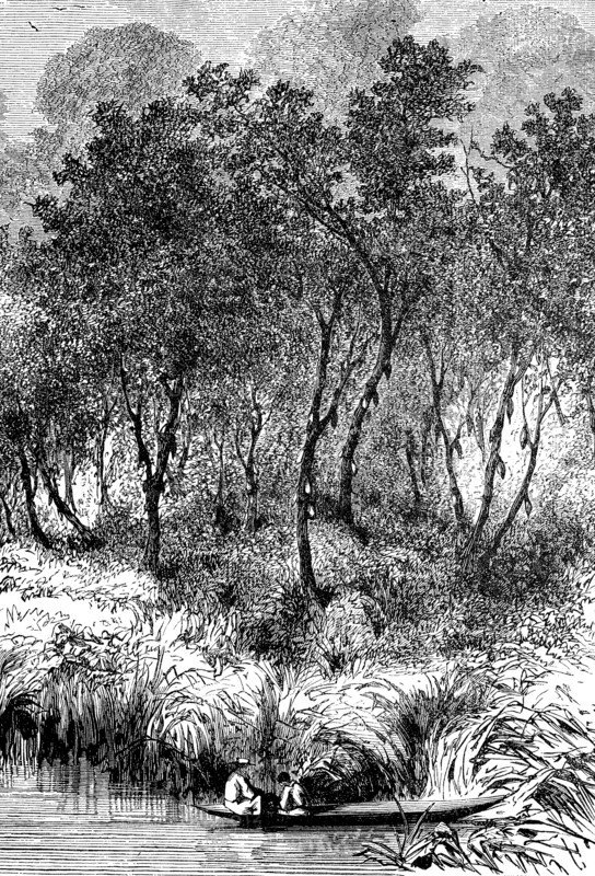 Cacao bushes
