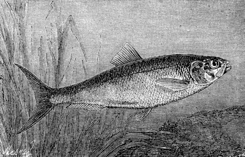 Allis shad fish
