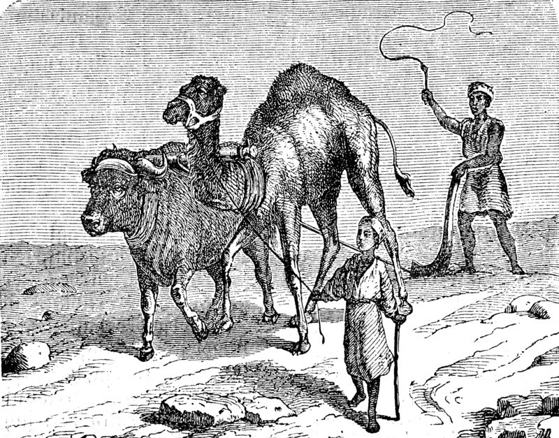 Agriculture