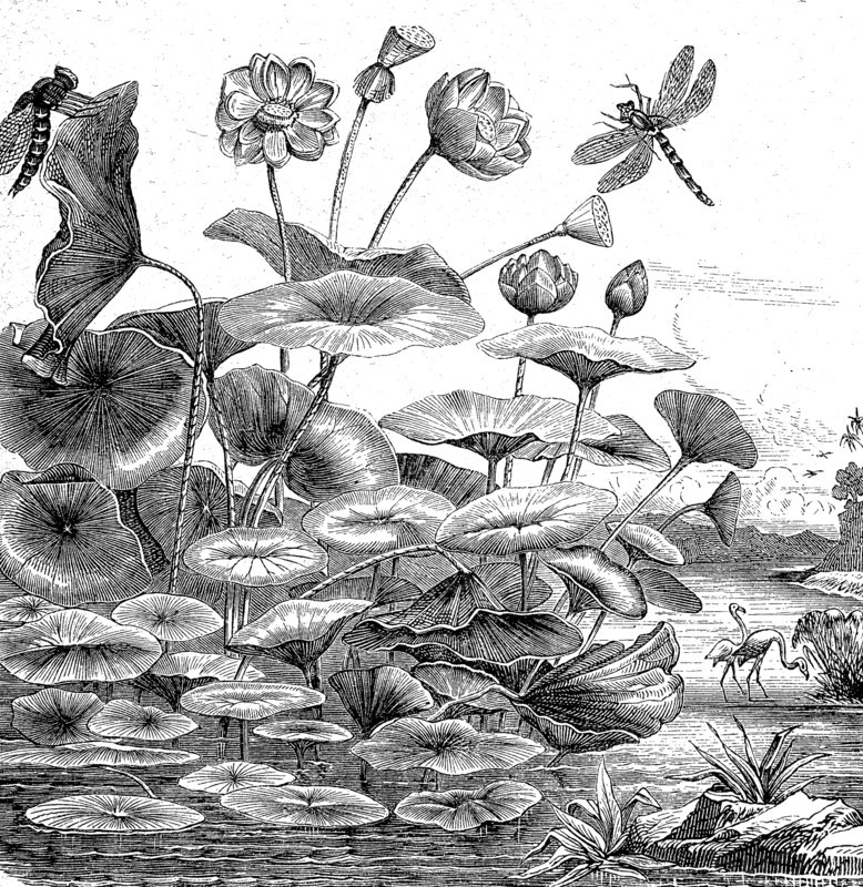 Indian lotus flower