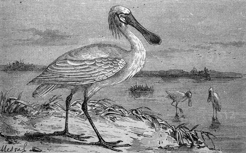Eurasian spoonbill