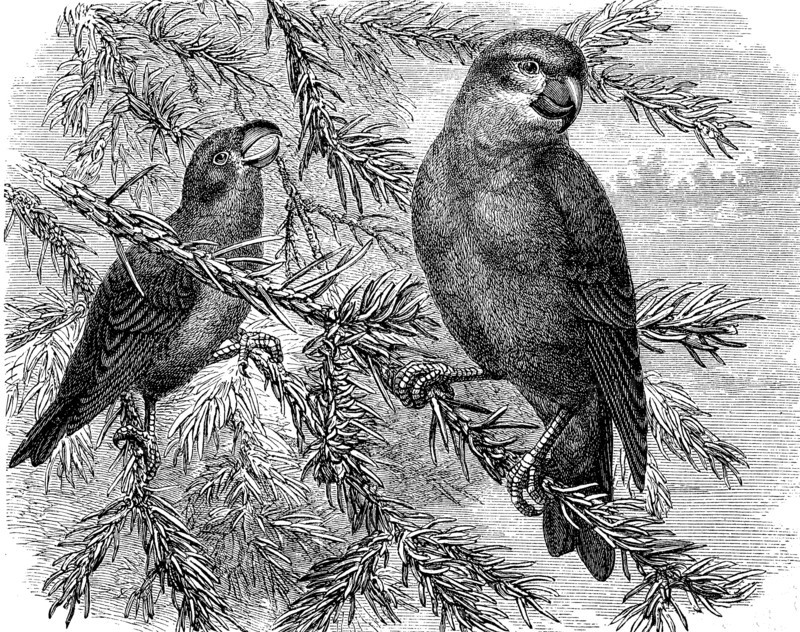parrot crossbill