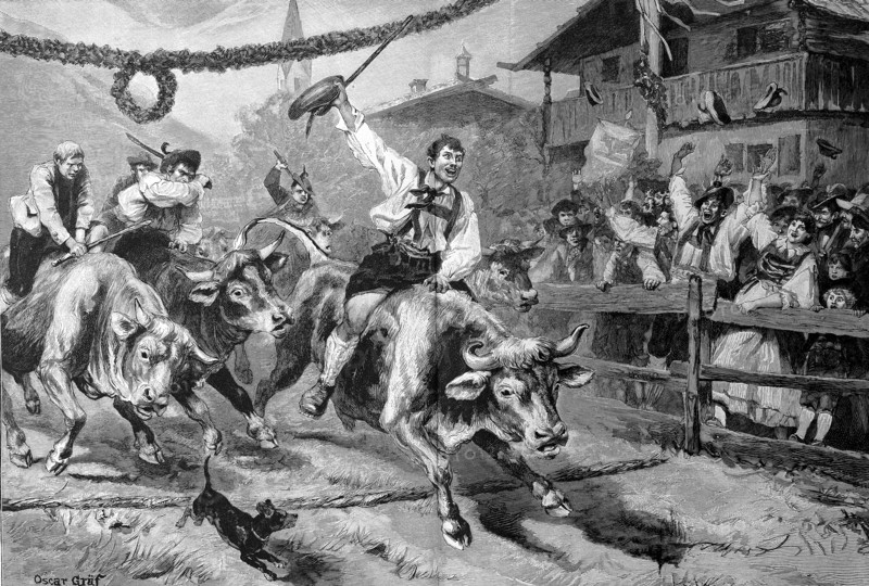 Ox race in Tyrol