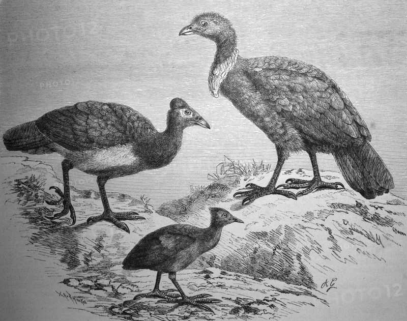 Large-footed chickens