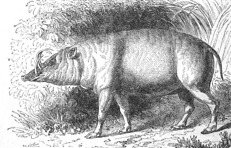 North Sulawesi babirusa