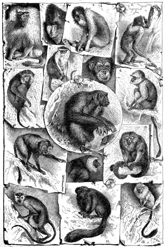 Different species of monkeys on a picture tableau from an encyclopedia from 1880