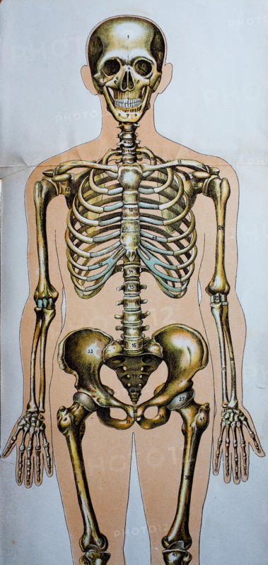Historic representation of the human body