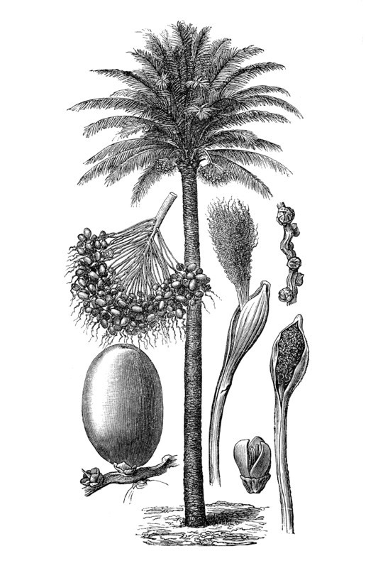 Palm