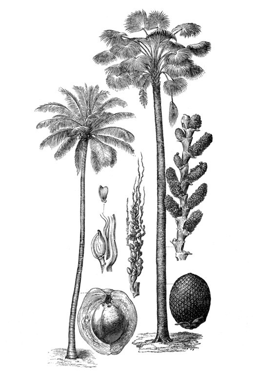 Palm