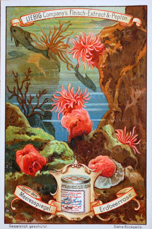 Picture series Under the sea