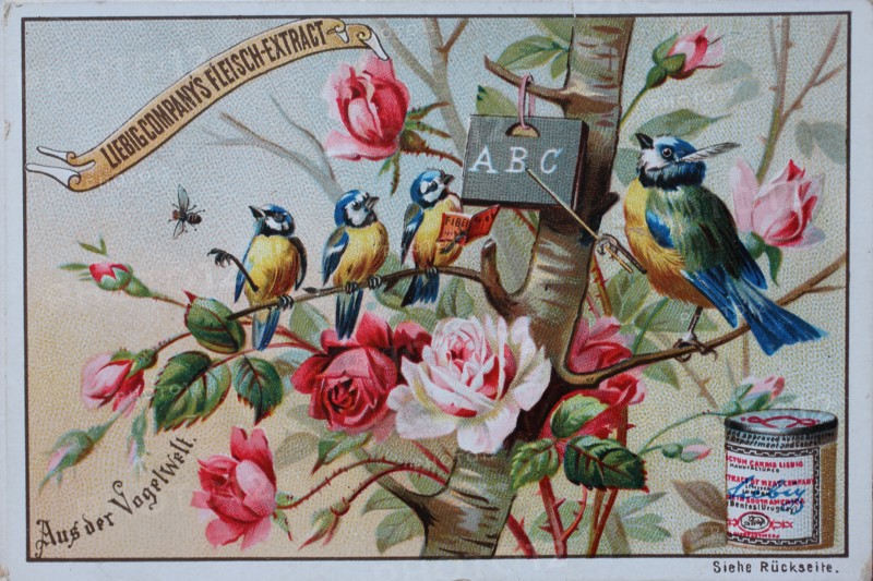 Picture series From the world of birds