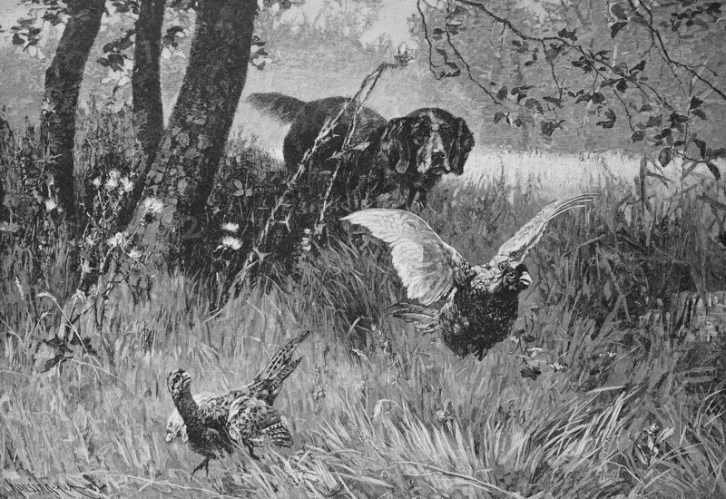 Hunting dog has tracked down two pheasants  /  Jagdhund hat zwei Fasane aufgestöbert