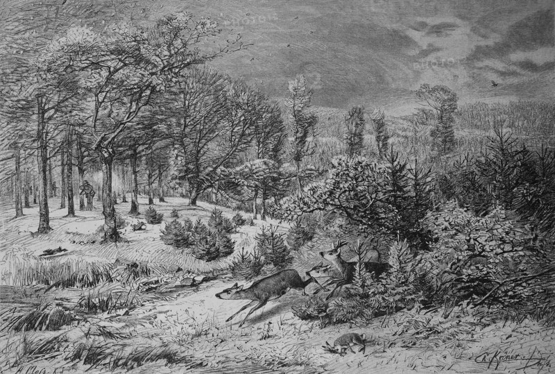 Drifting hunt in the forest