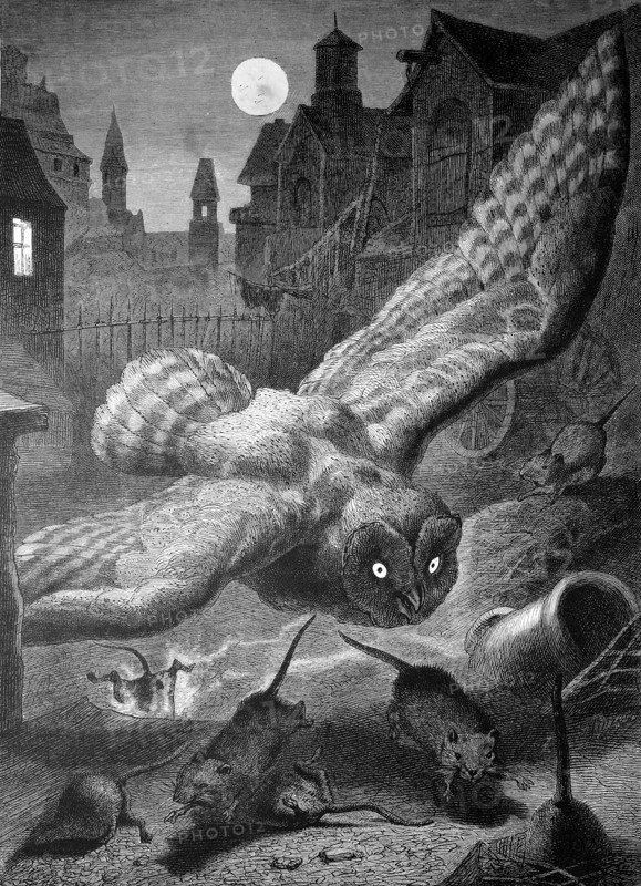 Owl on the nocturnal hunt for mice