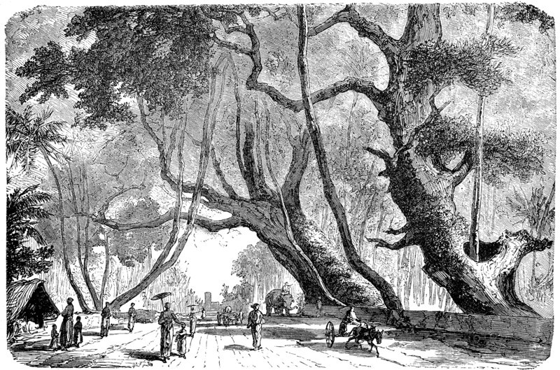 holy fig tree belonging to the fig genus