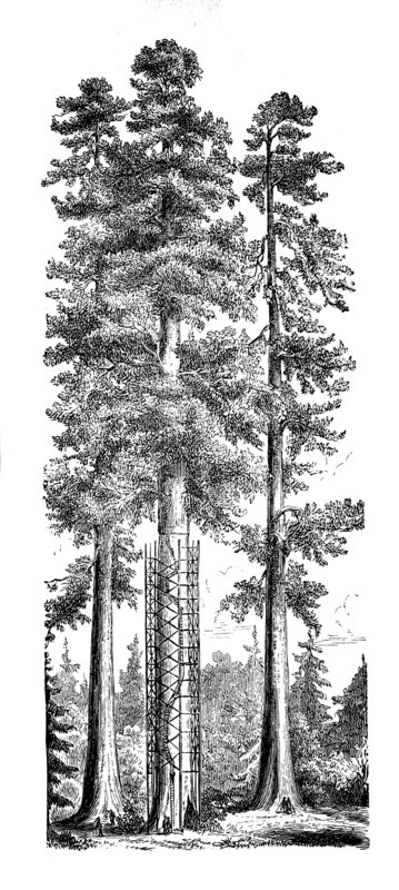 The mammoth spruce Sequia gigantea in California