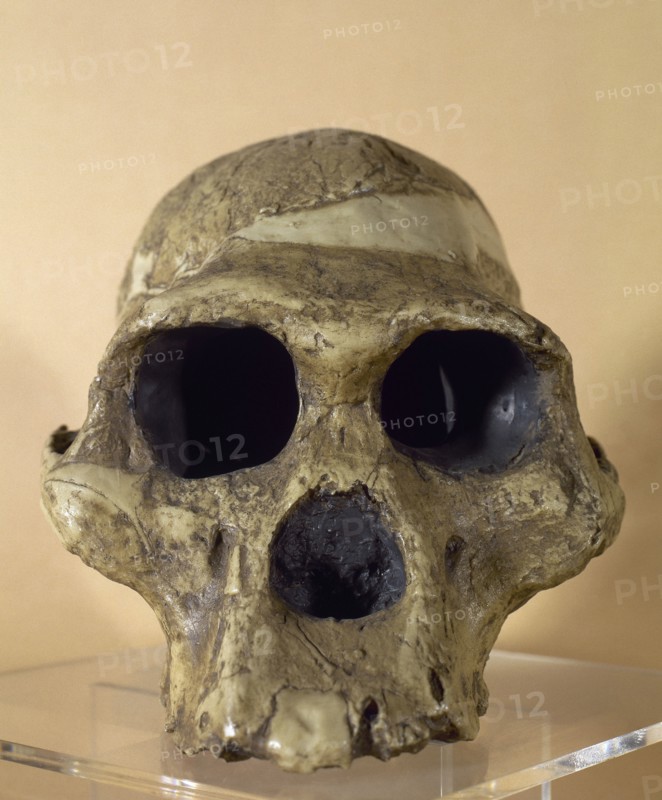 Mrs. Ples. Reproduction of a skull of an Australophitecus africanus
