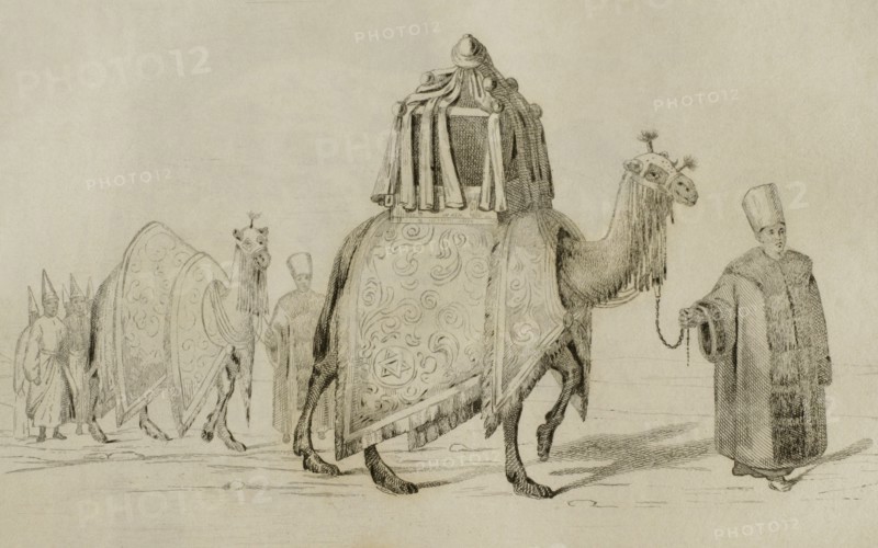 Sacred camel and camel of respect.