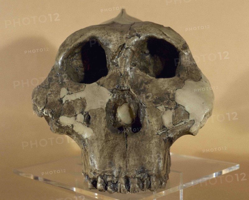 Hominin Paranthropus boisei.
