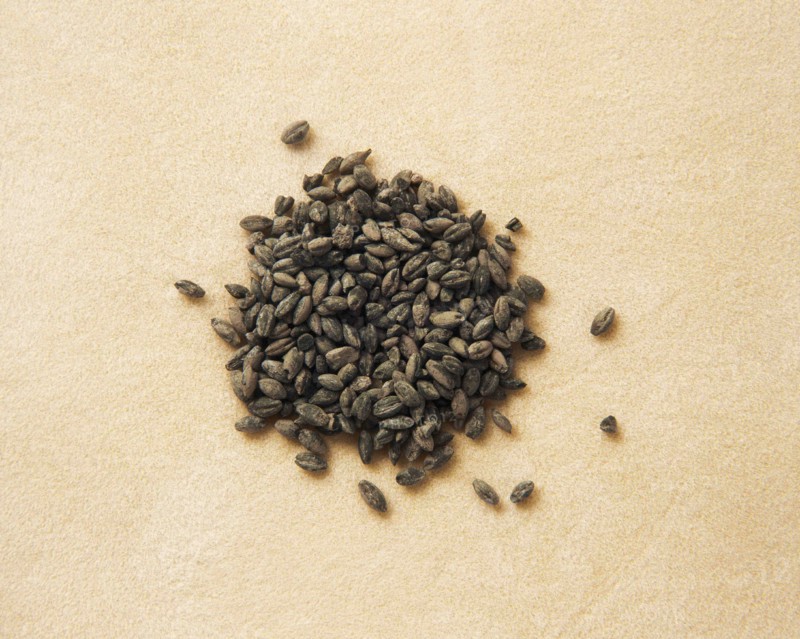 Charred wheat.