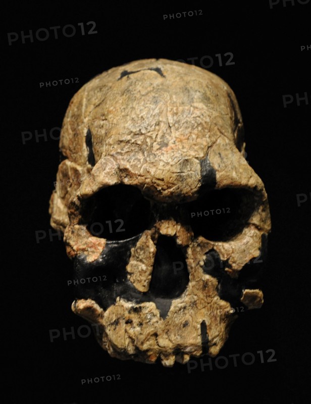 Homo rudolfensis