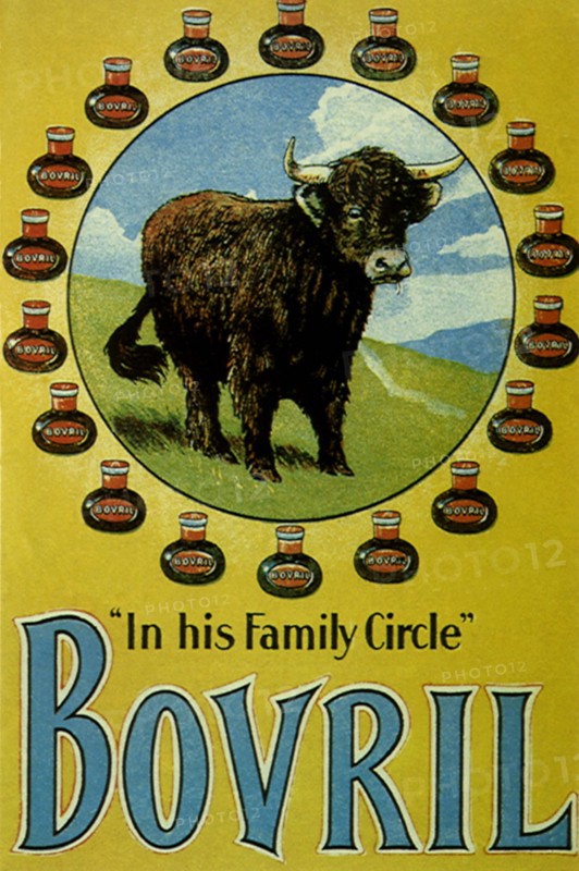 Shaggy Steer