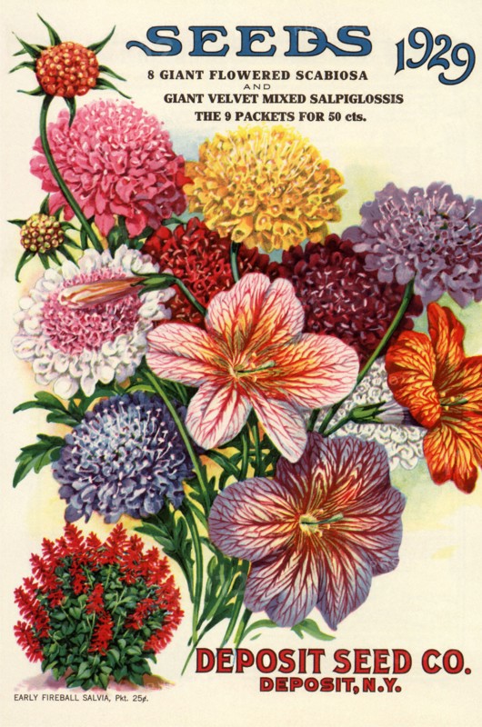 Variety of Flowers