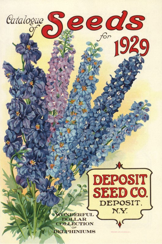 Tall Blue Flowers