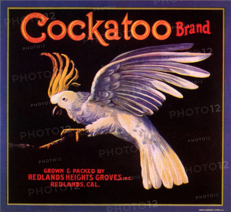 Cockatoo on Branch