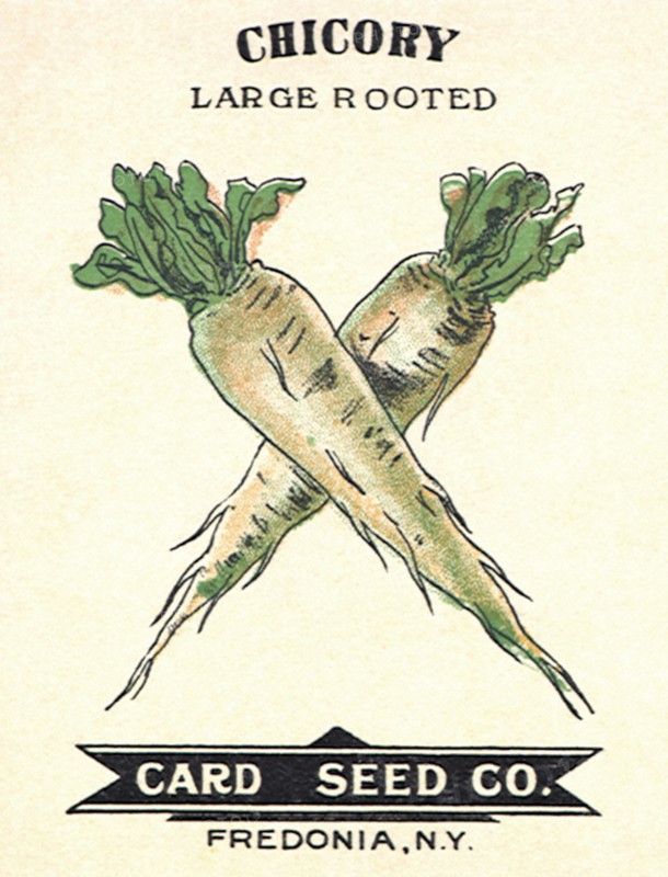 Chicory Seed Packet