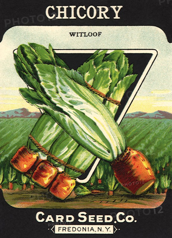 Chicory Seed Packet