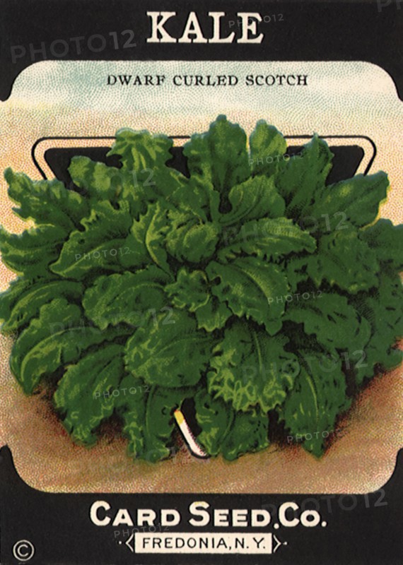Kale Seed Packet