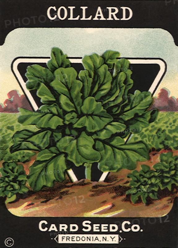 Collard Seed Packet