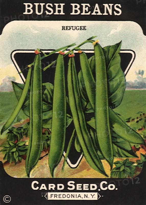 Bush Beans