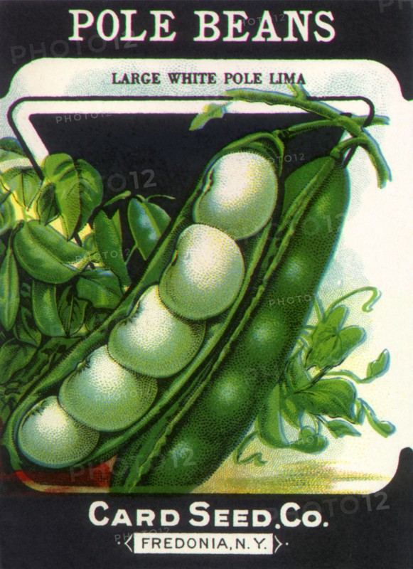 Pole Beans