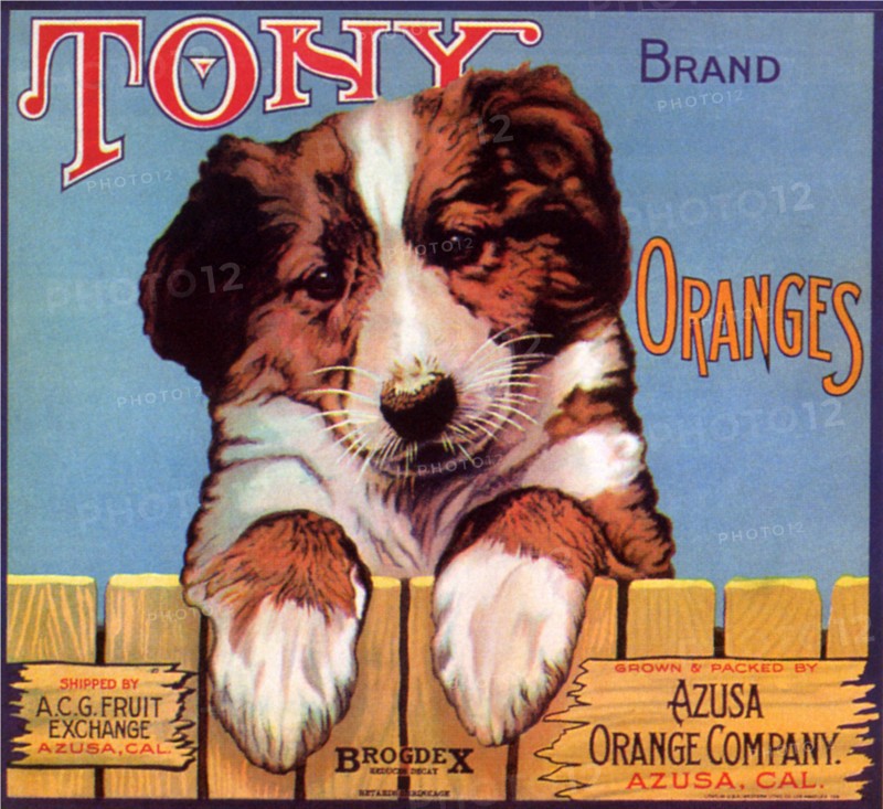 Tony Brand
