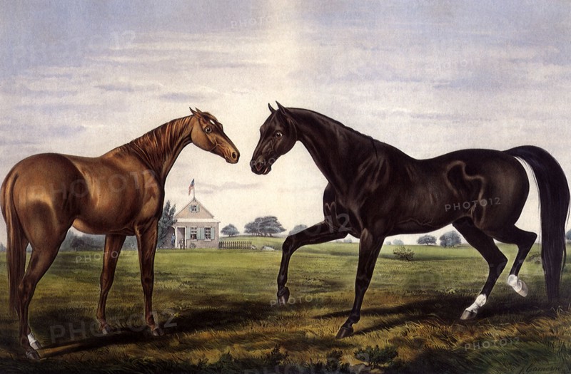 American Trotting Stud: Hambletonian & Widow McChree