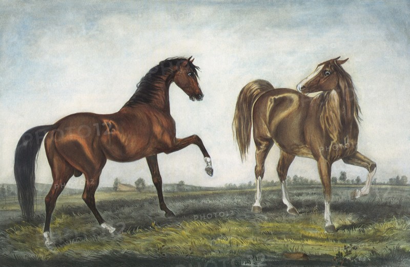 The American Trotting Stud