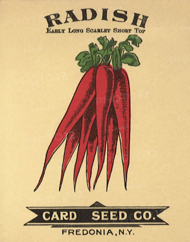 Radish Seed Packet