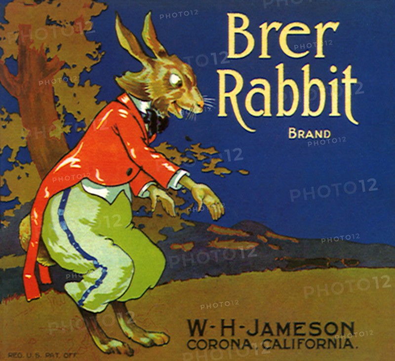 Rabbit with Orange
