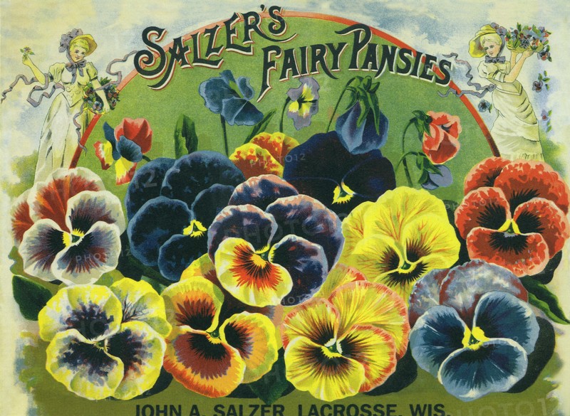 Pansy Seed Packet