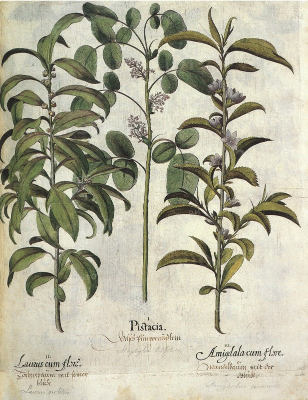 Plant Botanicals