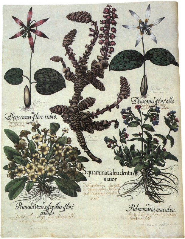Botanical Assortment