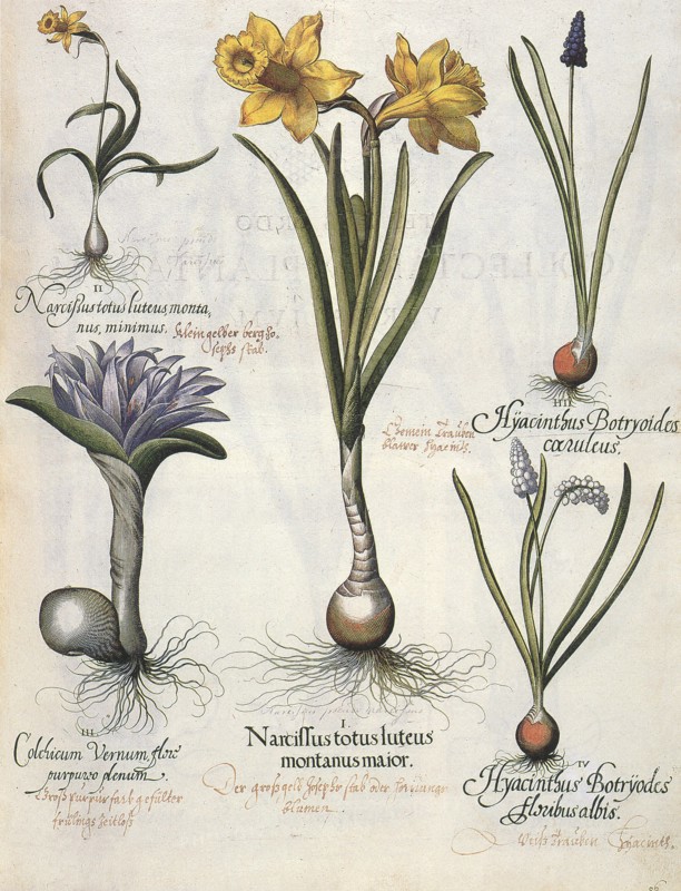Flowers and Bulbs
