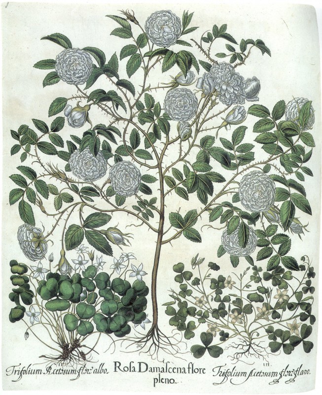 Flowering Plants