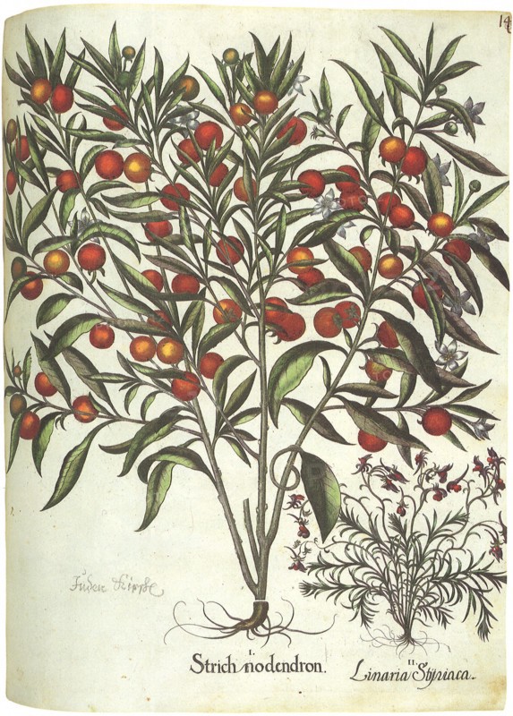 Fruit and Flowers