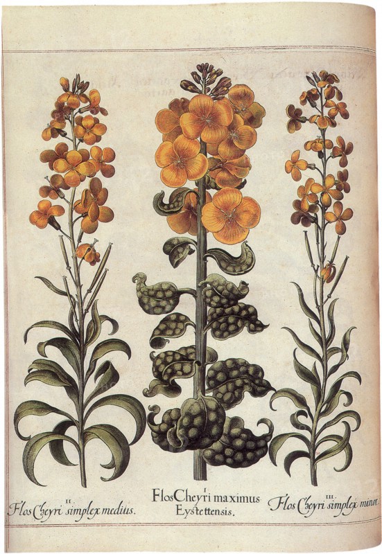 Plants with  Yellow Blooms