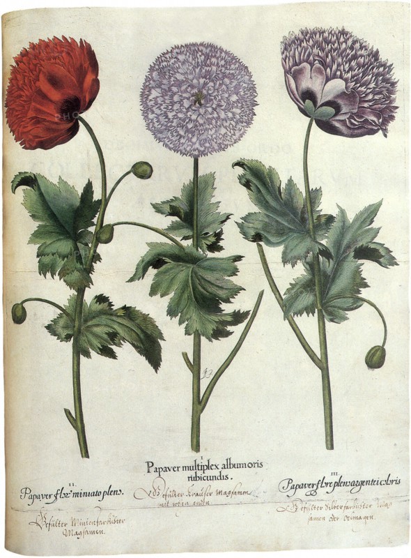 Poppies, Papaver hortensis