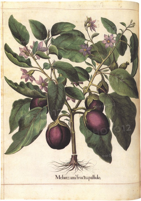 Eggplant Botanical